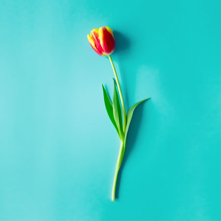 Tulpe - Ausschreibungen auf evergabe.de